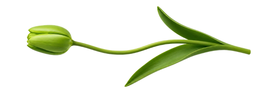green tulips